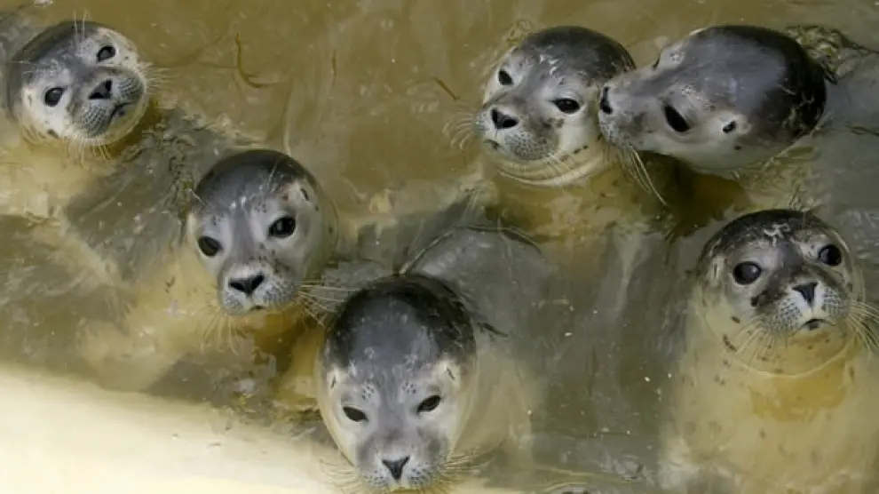 Las focas y los leones marinos pudieron propagar la tuberculosis a los humanos