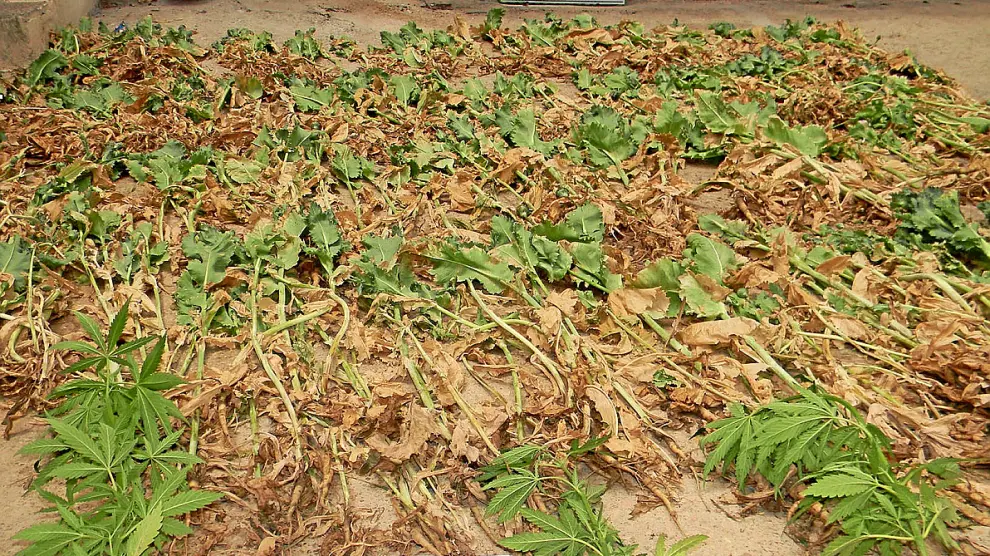 Plantas de marihuana incautadas el pasado mes de junio en Mas de las Matas por la Guardia Civil.