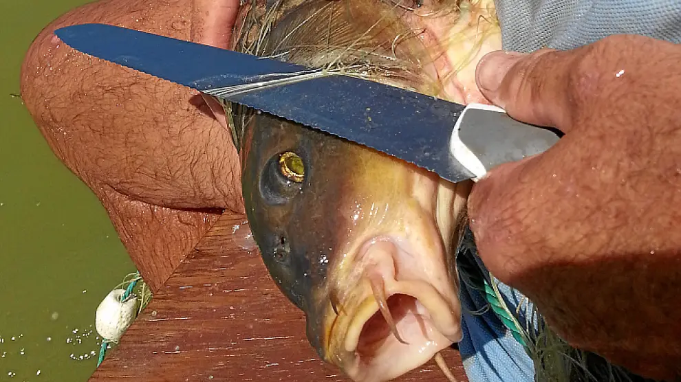 Uno de los peces encontrados en los 8.000 metros de redes hallados recientemente.