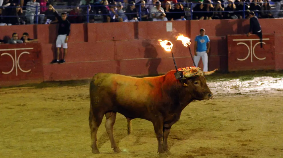 Imagen de archivo de un toro de ronda en la plaza de toros de Cariñena.