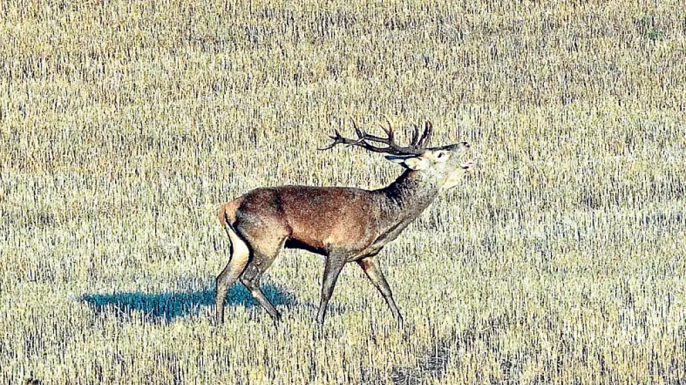 Un ciervo berreando en una jornada de la berrea en Soria