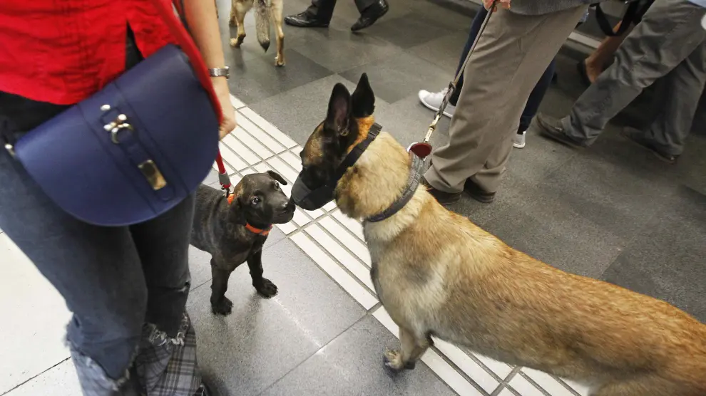 Los perros han utilizado el metro en Barcelona por primera vez este martes.