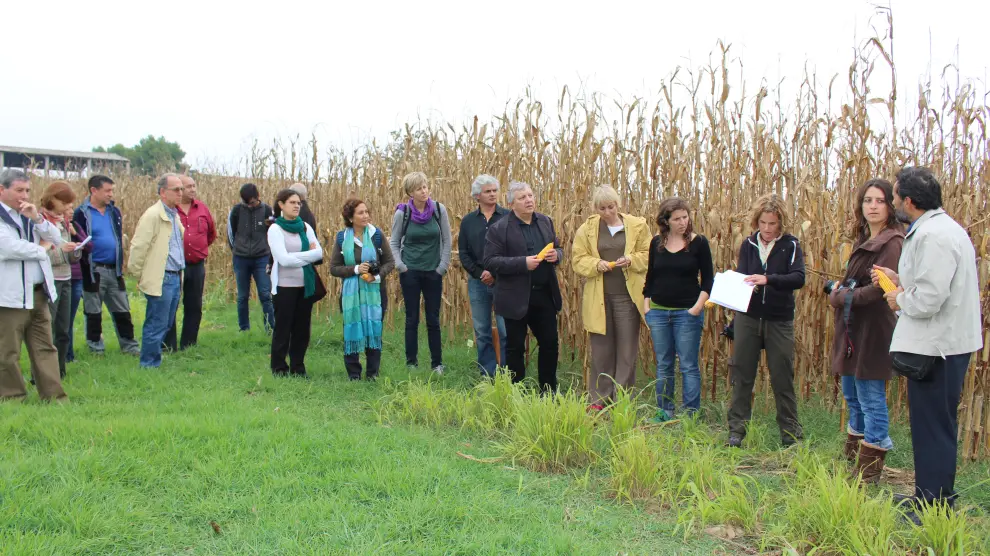 El grupo de investigadores y técnicos en un campo de experimentación en el cultivo del maíz de consumo humano.