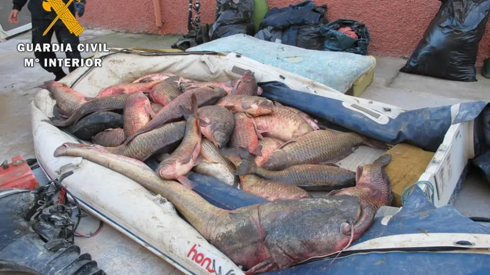 Tres detenidos por transportar 500 kg de carpas y peces que iban a ser exportados a Rumanía