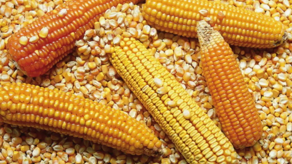Syral transforma el maíz para su uso en alimentación y salud