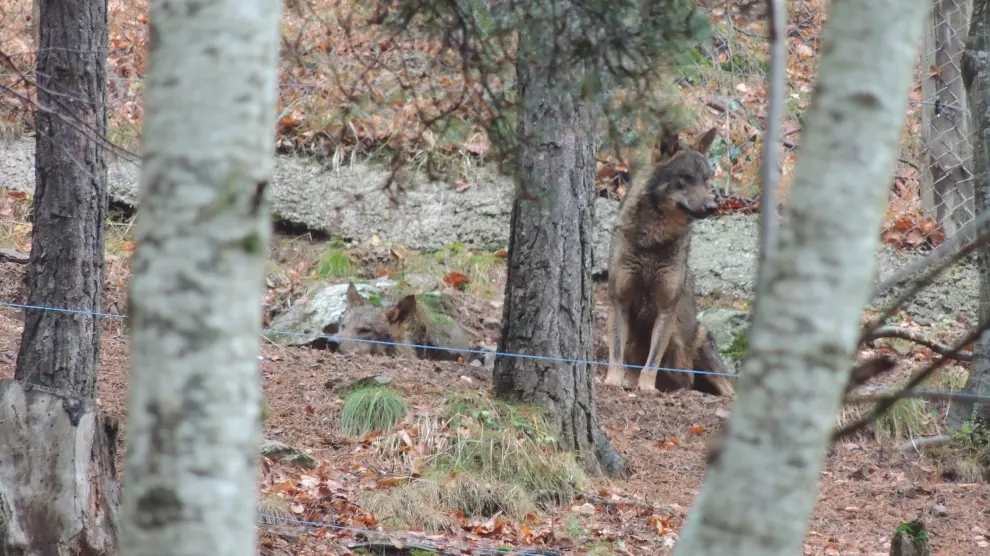 El parque Lacuniacha da la bienvenida a tres nuevos lobos