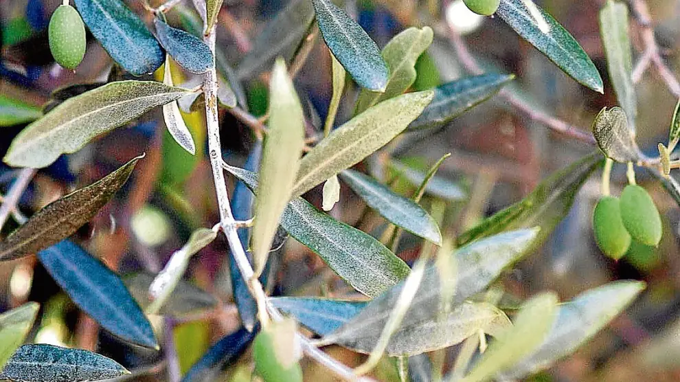El cultivo del olivar está presente en las tres provincias aragonesas