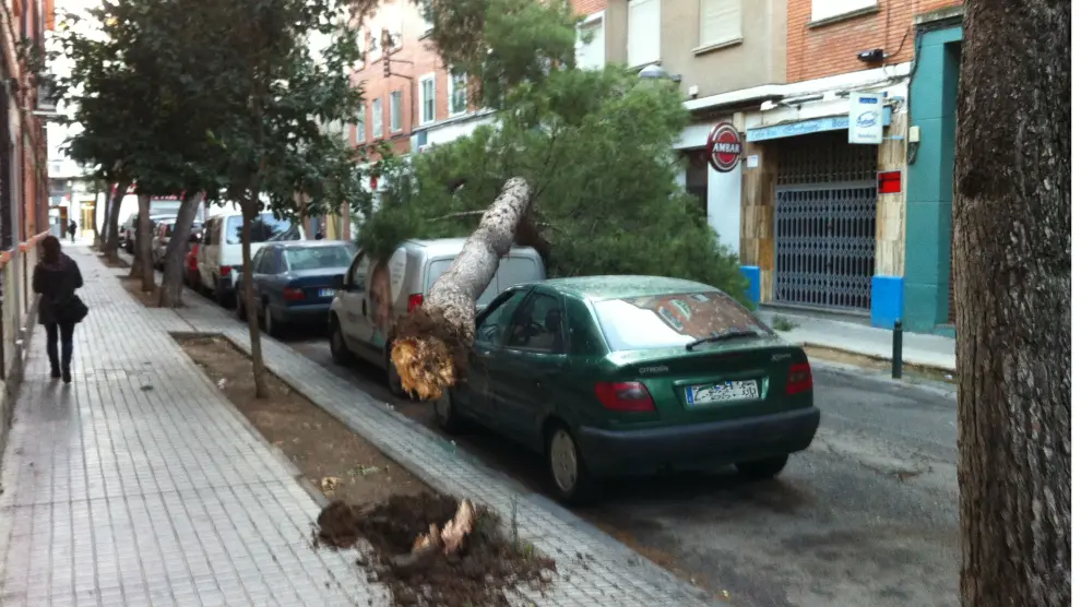 Caída de un árbol en la calle Eloy Martínez en las Delicias