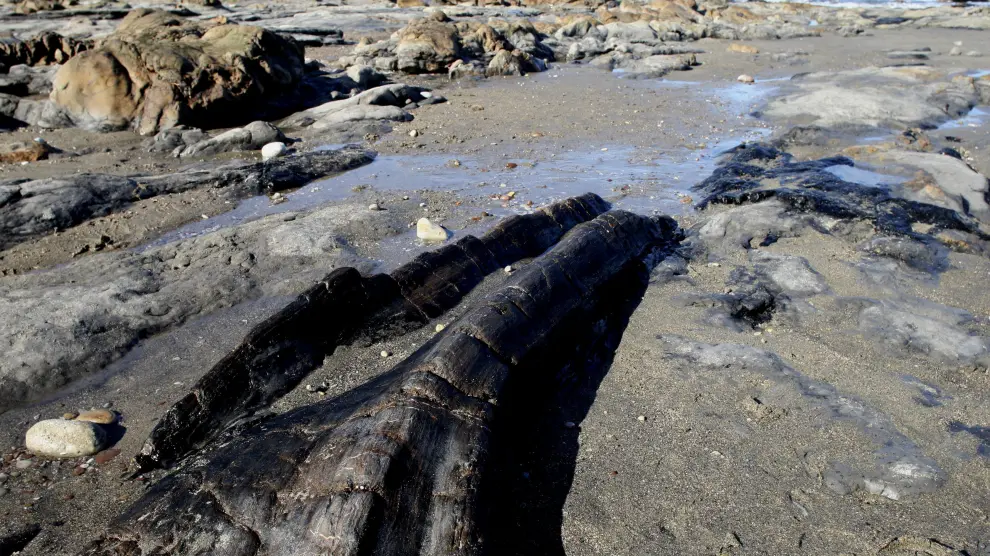 Uno de los árboles fosilizados en la playa de Arnao