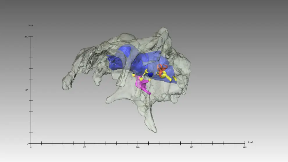 Reconstruido por primera vez en 3D el cráneo de un dinosaurio hadrosáurido europeo