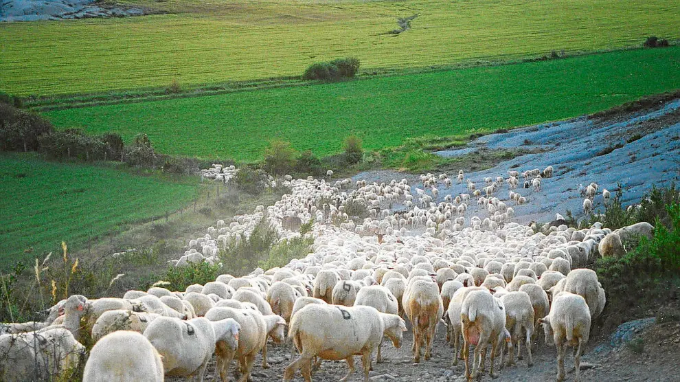 Las explotaciones intensivas de ganado ovino son las más afectadas
