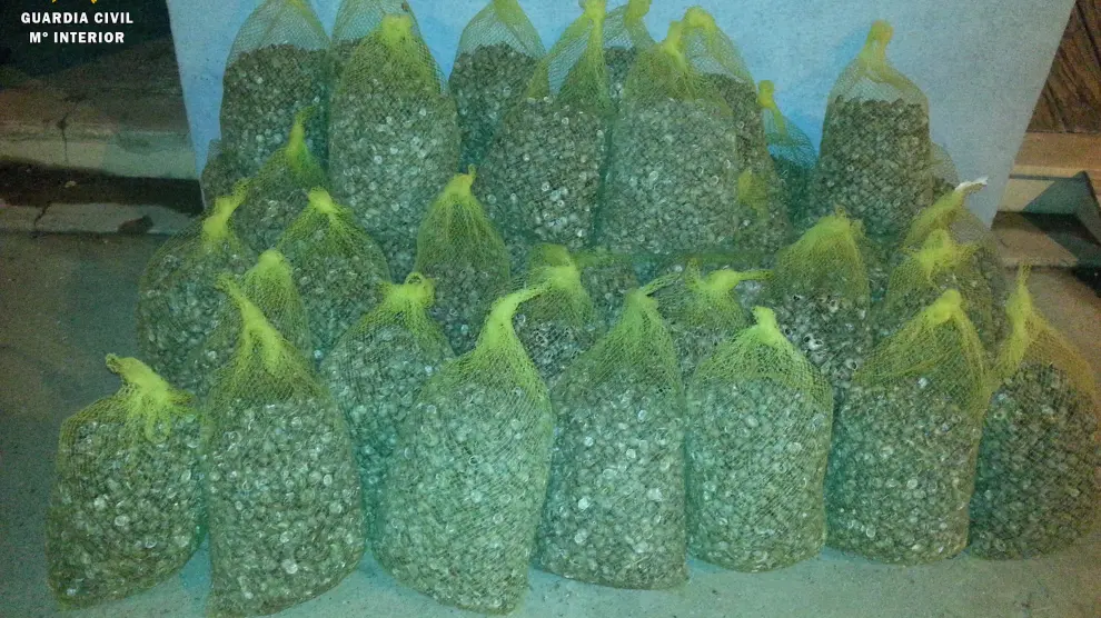 420 kilos de caracoles en sacos