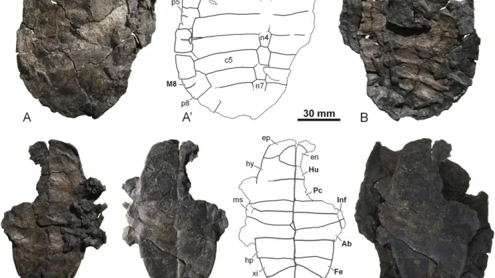 Caparazón fósil de la tortuga descubierta en el yacimiento de Dinópolis en Teruel