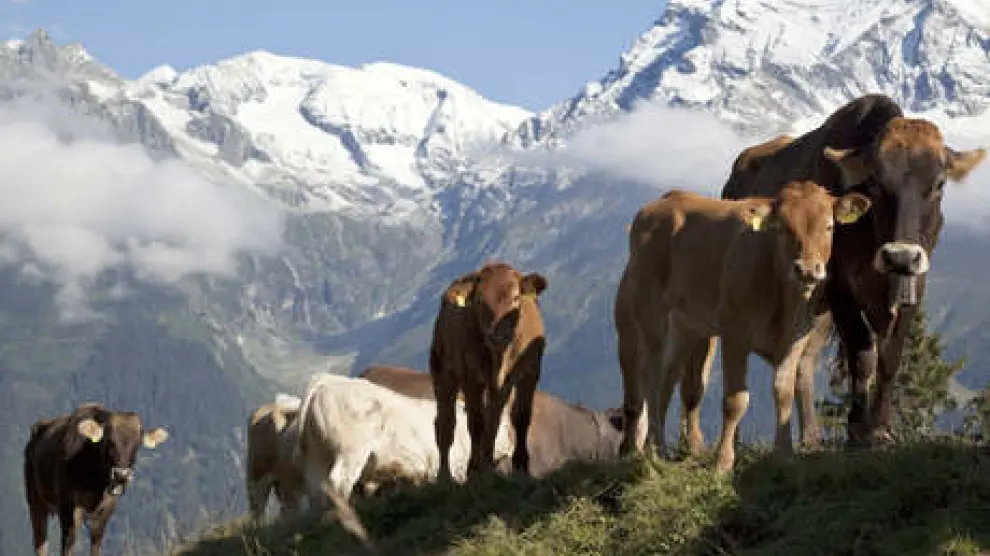 Los ganaderos aragoneses afrontan con incertidumbre el final de las cuotas lácteas