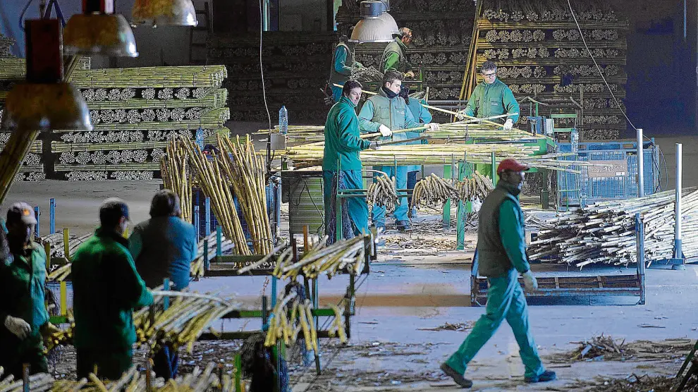 Trabajadores de 'Caña Selecta' en Urrea quitando la peladura a las cañas, cortándolas y eligiéndolas para dejar solo las mejores.