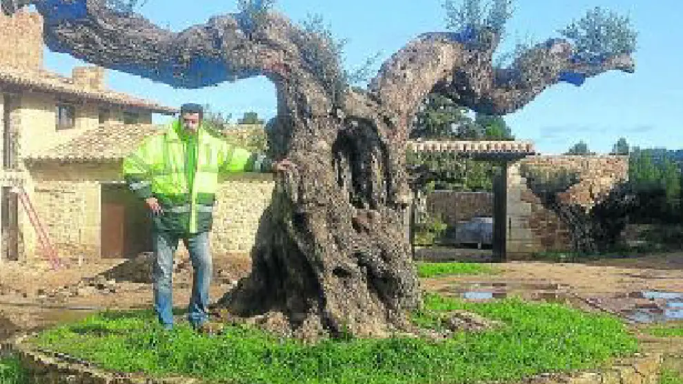 Cuatro olivos milenarios, salvados del hacha en Tarragona y trasplantados a Valderrobres