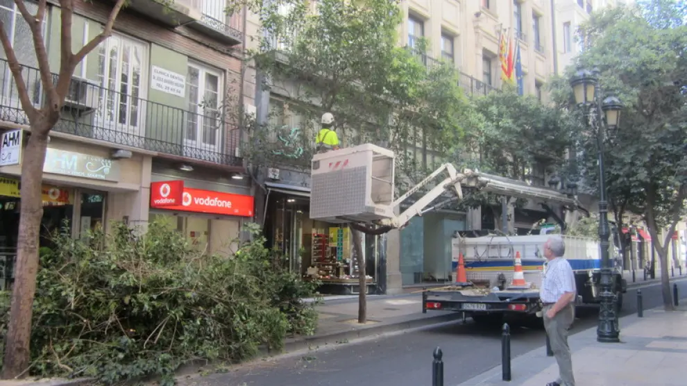 Zaragoza destinará 1,5 millones de euros más a podar árboles