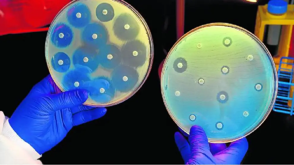 La bacteria de la placa de la izquierda es vulnerable a los discos de antibiótico y no crece a su alrededor; la bacteria de la derecha resiste.