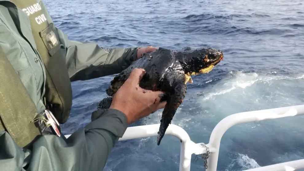 Este jueves la Guardia Civil rescató a una tortuga cubierta de fuel