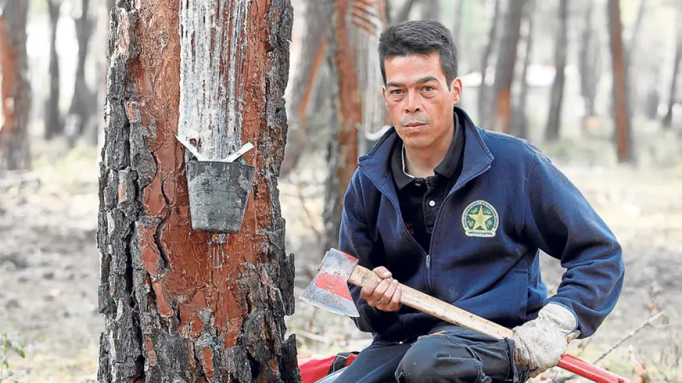 Marco Carramiñana en uno de los pinos del monte de Tardelcuende en el que está extrayendo resina.
