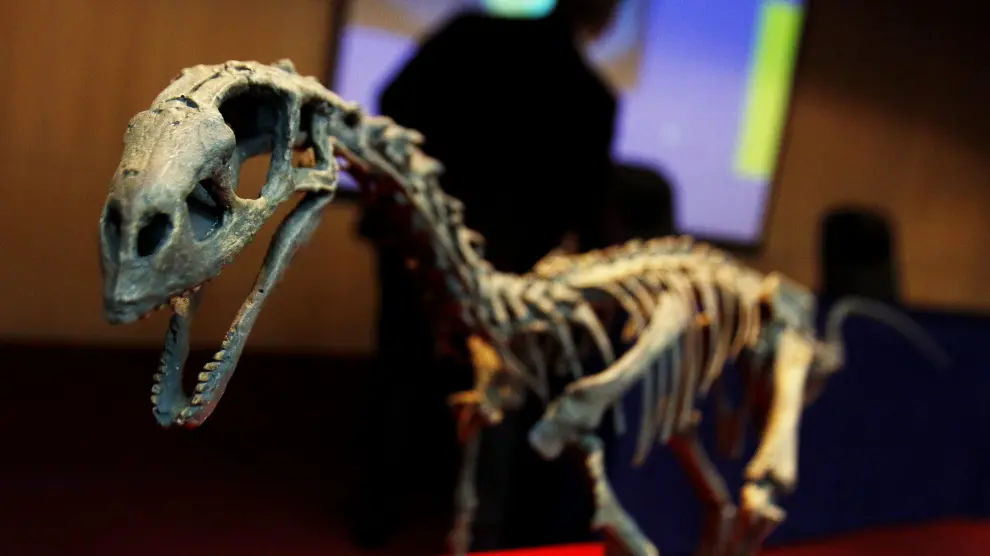Vista del esqueleto fósil de la nueva especie de dinosaurio Chilesaurus diegosuarezi.
