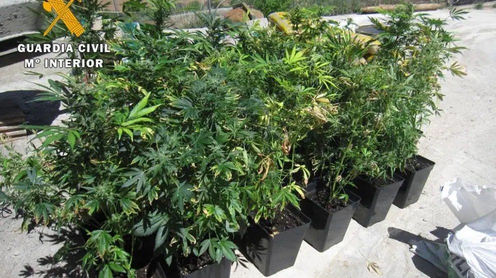 Un total de 32 plantas de marihuana en avanzado estado de crecimiento