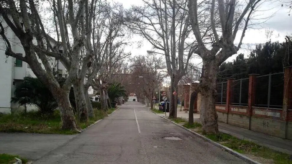 Preocupación en el barrio de Casetas por los árboles de la avenida de la Constitución