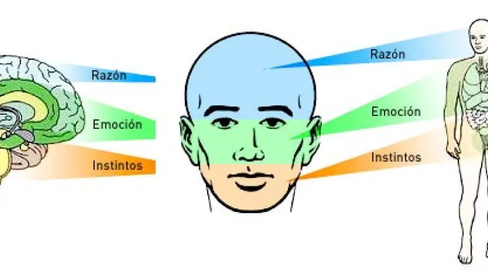 Esquema sobre las zonas del rostro que analiza la morfopsicología del libro "El rostro y la personalidad".