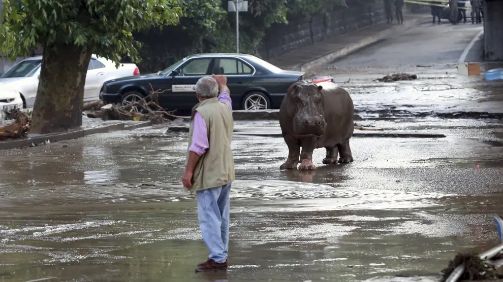 Un hombre hace gestos a un hipopótamo que pasea por el centro inundado de Tiflis, en Georgia.