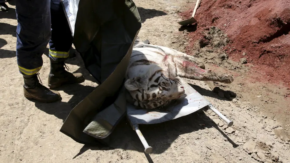 Uno de los tigres, tras ser abatido por varios agentes em Tiflis.