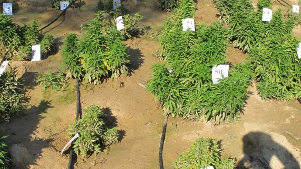 Plantación de cannabis intervenida en Maella