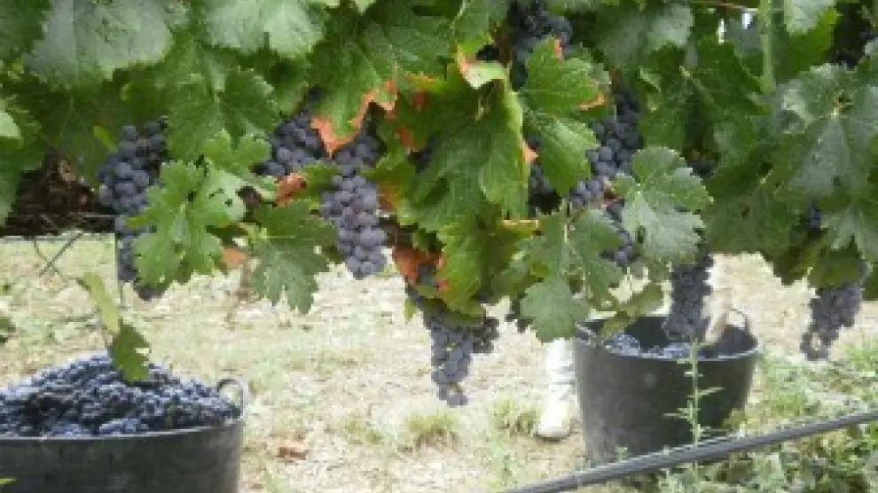 Imagen de archivo de viñas de D.O. Somontano