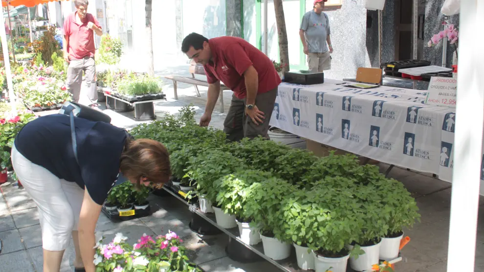 Un puesto lleno de plantas de albahaca en el mercado agroecológico de Huesca.