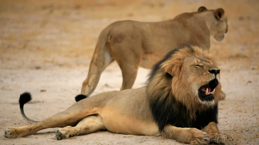 El león Cecil, en una imagen de archivo.