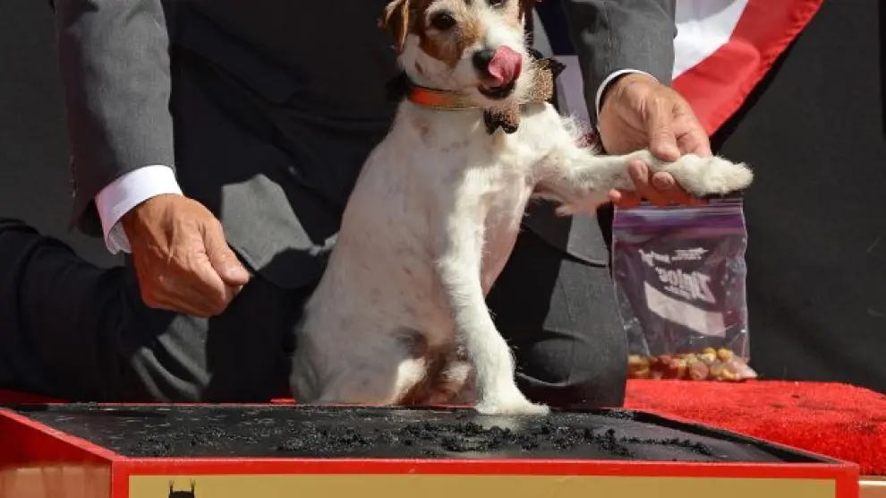El pequeño Uggie se convirtió en el primer can que dejó sus huellas en el Teatro Chino.