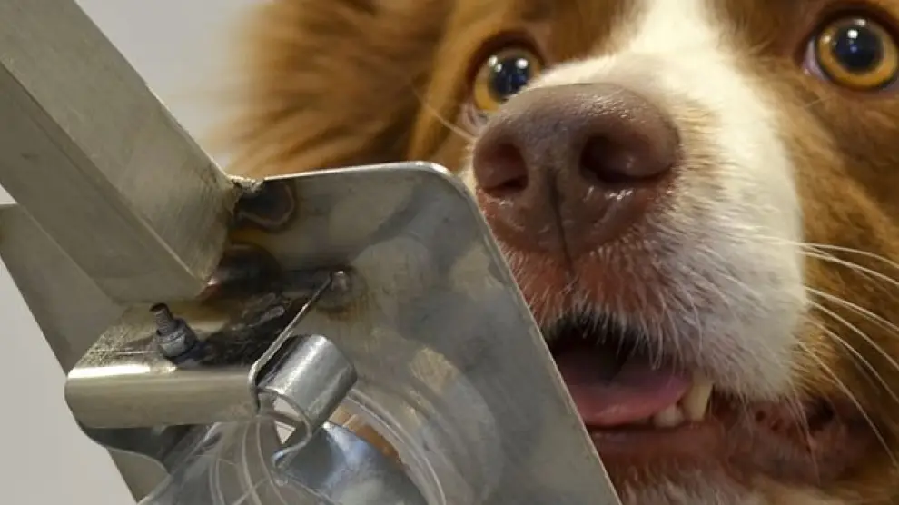 Un perro adiestrado para detectar cáncer de próstata en la orina.