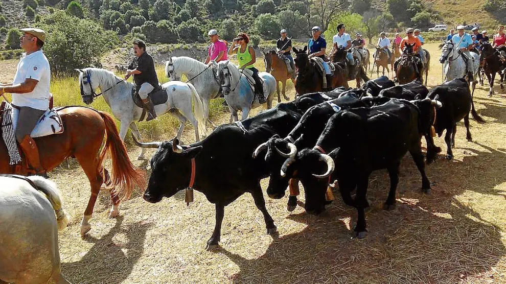 Los caballistas conducen al rebaño de vacas avileñas, que son totalmente mansas.