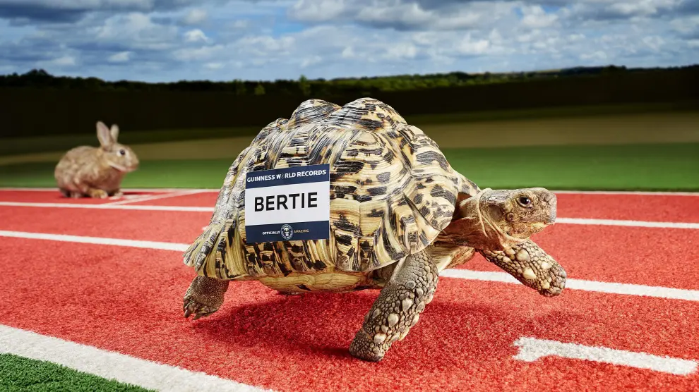 Bertie, la tortuga más veloz del mundo.
