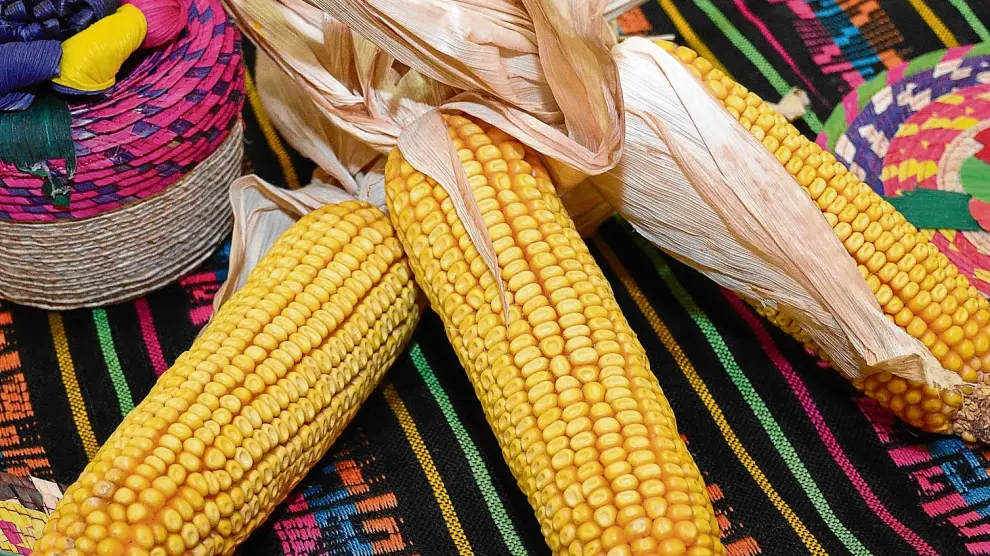 Unas mazorcas de maíz destacan sobre un paño decorado con motivos tradicionales mexicanos.