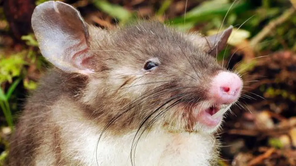 La nueva especie de roedor, el Hyorhinomys stuempkei.