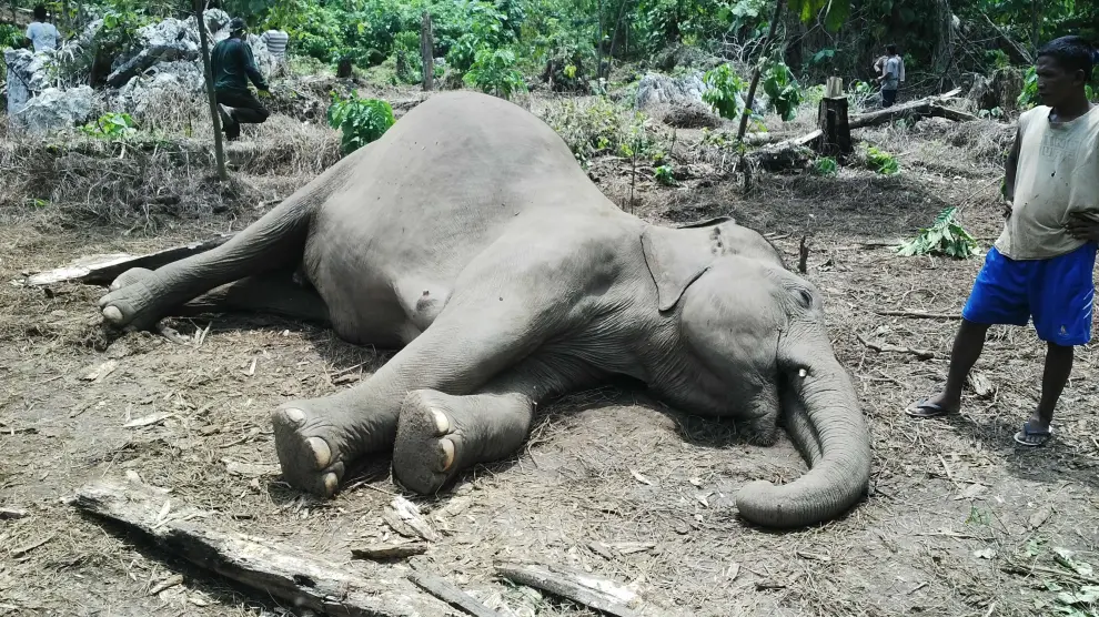Uno de los elefantes envenenados con cianuro.