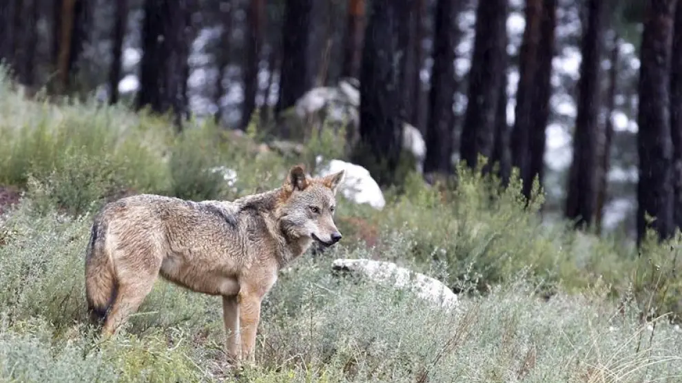 Vista de un lobo del Centro Temático del Lobo Ibérico, en Robledo