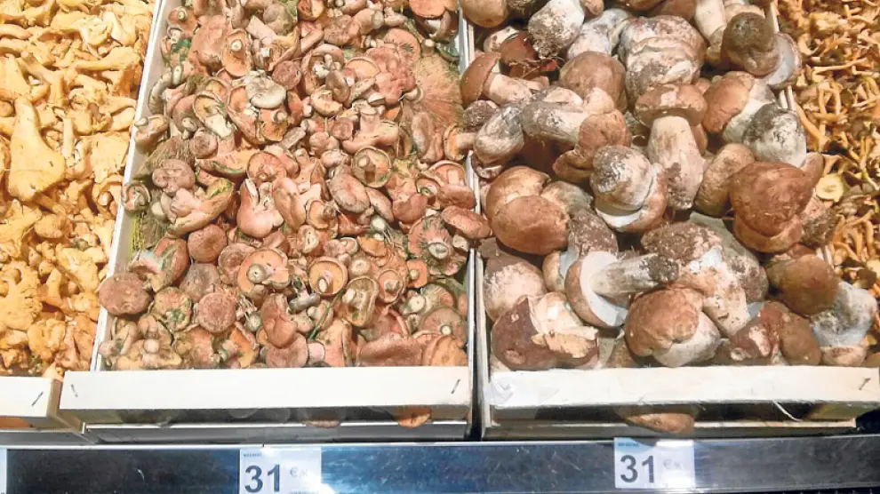 El kilo de boletus o níscalos supera los 31 euros en supermercados de Benidorm.