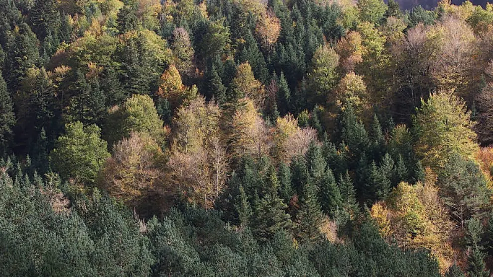 Aragón gana 400.000 hectáreas de bosque en los últimos 20 años