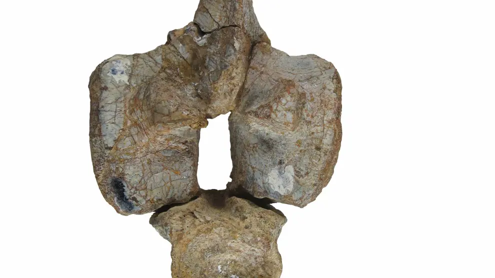 Vértebra dorsal del simosaurio de Manzanera.