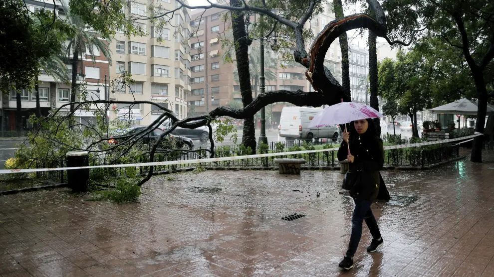 Árboles caídos por el temporal en Valencia.