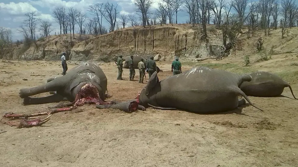Varios elefantes yacen muertos en el parque Nacional de Hwange, en Zimbabwe, el pasado 26 de octubre.