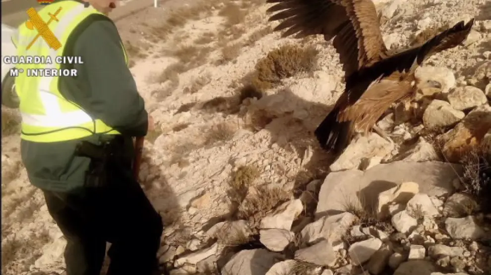 La Guardia Civil rescata un buitre leonado en Teruel