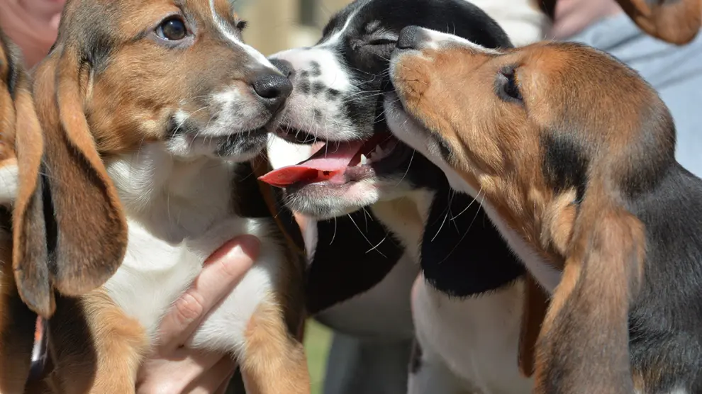 Un total de siete cachorros nacieron por fertilización in vitro, dos de un papá beagle y una mamá cocker spaniel, y cinco de dos emparejamientos de mamás y papás beagle.