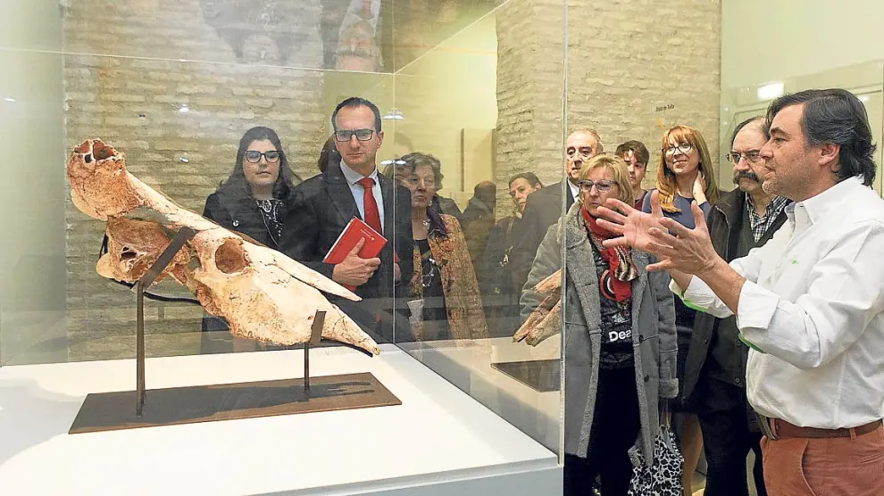El director del museo, José Ignacio Canudo, explica detalles del uro de Ariño. Aránzazu Navarro